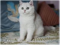 /albus