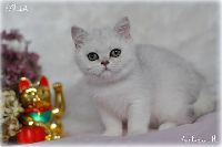 /sybilla