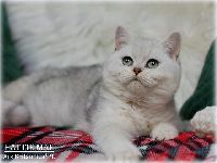 /hattiemae
