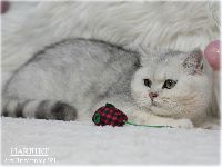 /harriet