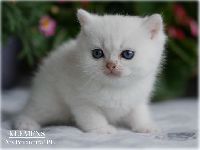 /klemens