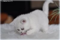 /ivory