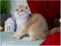 /baltazar