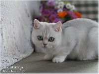 /galadriela