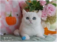 /severin