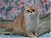 /baltazar