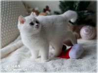 /aladin