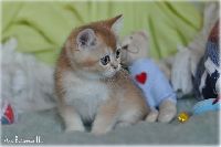 /leopold