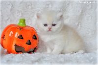/harriet