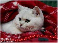 /harriet