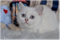 /opal