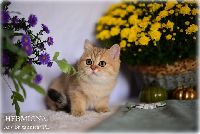 /hermiona