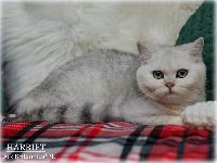 /harriet