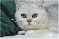 /harriet