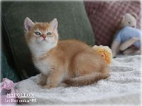 /napoleon