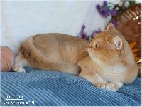 /diego