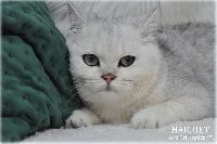 /harriet