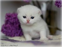 /gigi