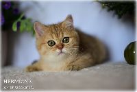 /hermiona