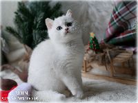 /aladin