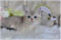 /rascal