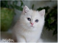 /marcepan