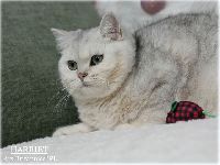 /harriet