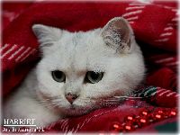 /harriet