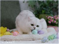 /gigi