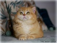 /gigi
