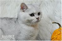 /harriet