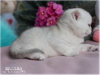 /migotka