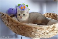 /rascal