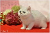 /sybilla
