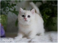 /marcepan