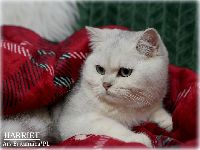 /harriet