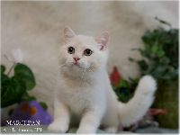/marcepan