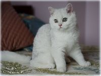 /albus