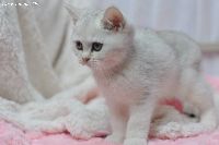 /gigi
