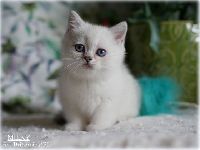 /milky