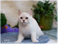 /milky