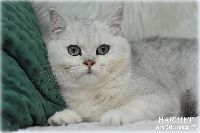 /harriet