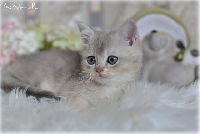 /rascal