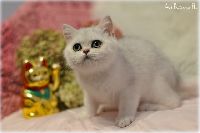 /sybilla