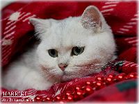/harriet