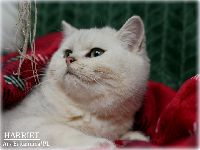 /harriet