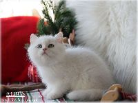 /albus