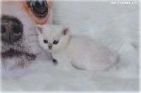 /ivory