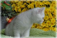 /ofelia