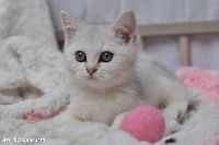 /gigi
